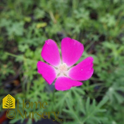 Callirhoe involucrata 