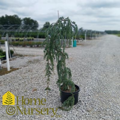 Cedrus atlantica 'Glauca Pendula' (Serpentine)