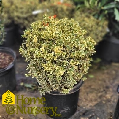 Buxus sempervirens 'Variegata' Globe