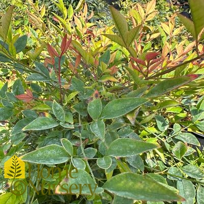 Nandina domestica 'Compacta'