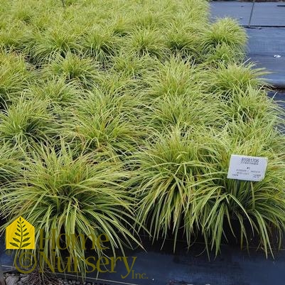 Carex morrowii Evercolor® 'Everglow'