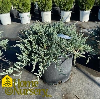 Juniperus horizontalis 'Blue Chip'