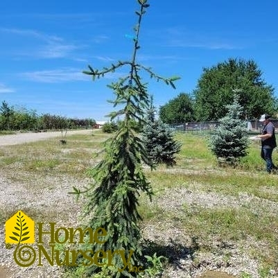 Picea abies 'Pendula'