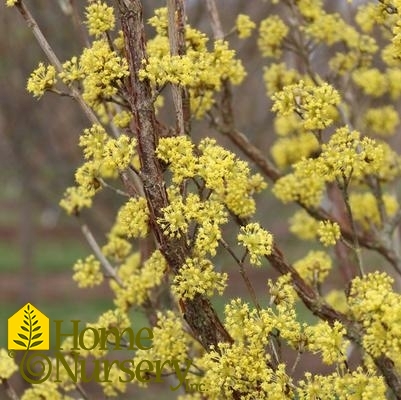 Cornus mas Saffron Sentinel®