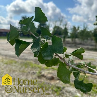 Ginkgo biloba 