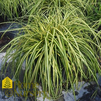 Carex oshimensis 'Evergold'