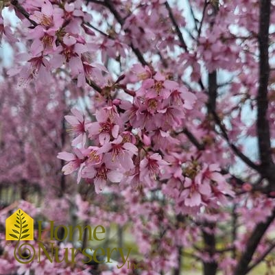 Prunus x 'Okame'