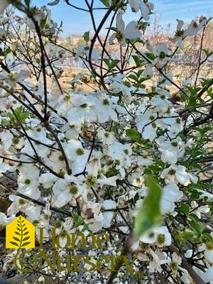 Cornus florida 