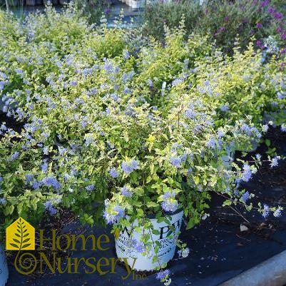 Caryopteris incana Sunshine Blue® II