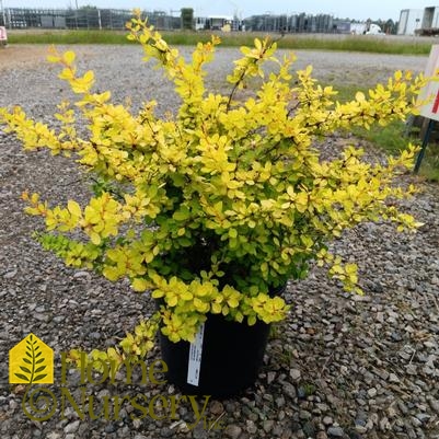 Berberis thunbergii Bonanza Gold®