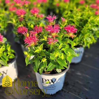 Monarda didyma 'Pardon My Rose'