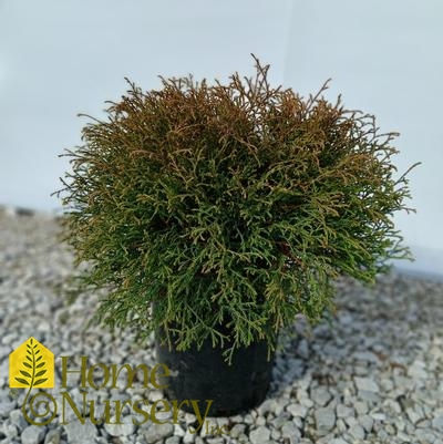 Thuja occidentalis Mr. Bowling Ball®