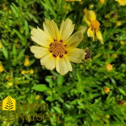 Coreopsis x Uptick™ Cream & Red