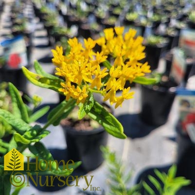 Asclepias tuberosa 'Hello Yellow'