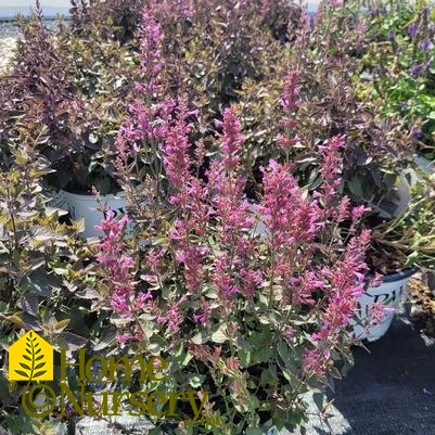 Agastache Meant to Bee™ 'Royal Raspberry'