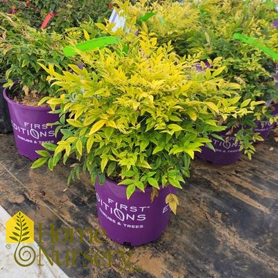 Nandina domestica Cool Glow™ Lime