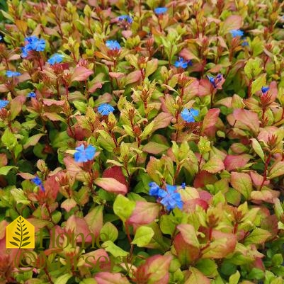 Ceratostigma plumbaginoides 