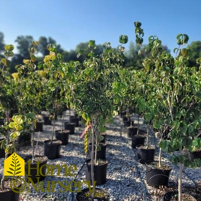 Cornus x Rosy Teacups®