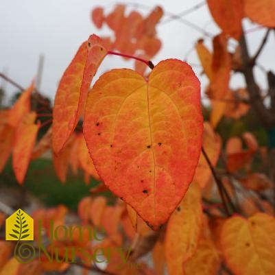 Cercidiphyllum japonicum 