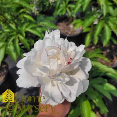 Paeonia x 'Festiva Maxima'