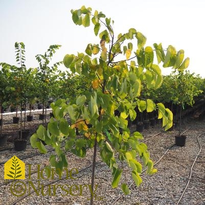 Cercis canadensis 