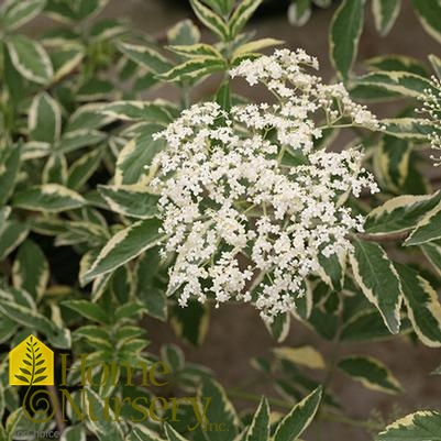 Sambucus nigra Instant Karma™