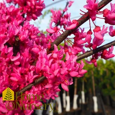 Cercis canadensis 'Pink Pom Poms' Eastern Redbud from Home Nursery