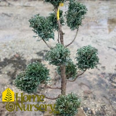 Chamaecyparis pisifera Boulevard' Pom Pom