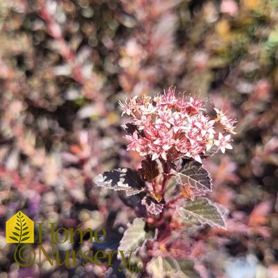 Physocarpus opulifolius Spicy Devil®