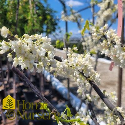 Cercis canadensis f. alba 