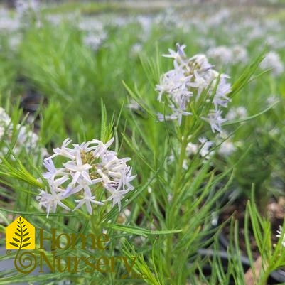 Amsonia String Theory