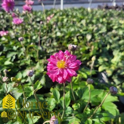 Anemone hupehensis var. japonica 'Pamina'