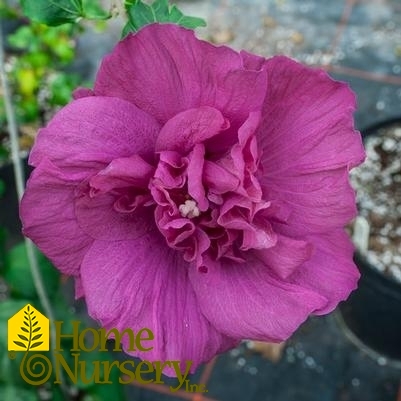 Hibiscus syriacus Magenta Chiffon