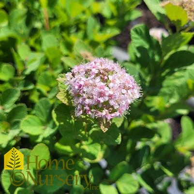 Spirea Betulifolia Pink Sparkler™