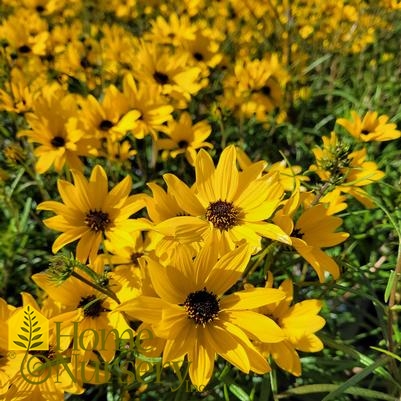 Helianthus salicifolius Autumn Gold