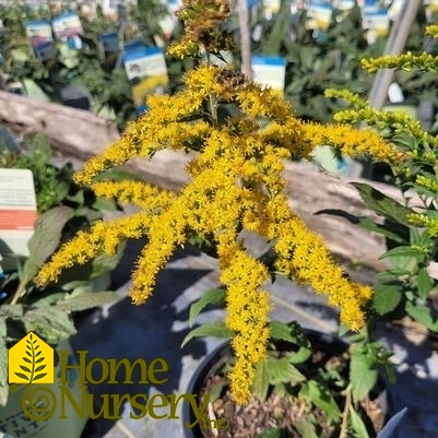 Solidago rugosa Fireworks