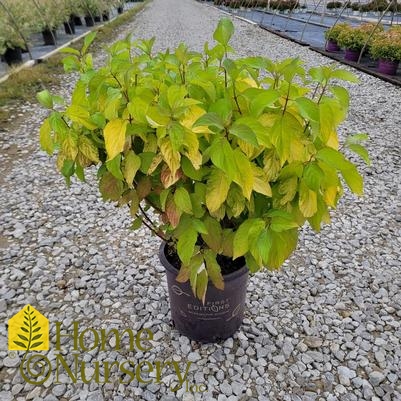 Cornus alba Neon Burst