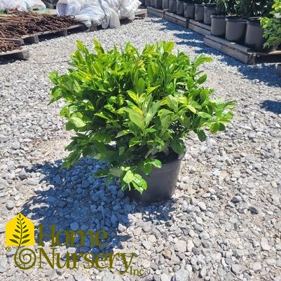 Prunus laurocerasus Green Goblet