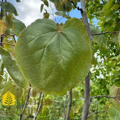 Cercis canadensis 'Rising Sun'