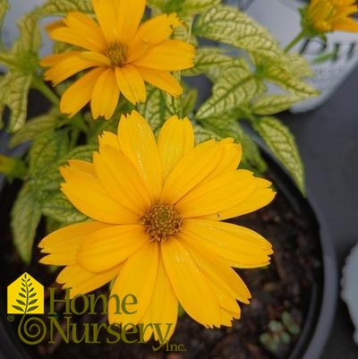 Heliopsis 'Bit of Honey'