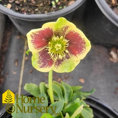 Helleborus x Honeymoon® 'Rio Carnival'