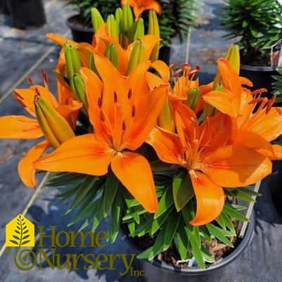 Lilium FantAsiatic® 'Orange'