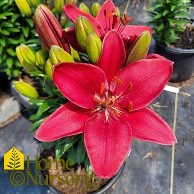 Lilium FantAsiatic® 'Raspberry'