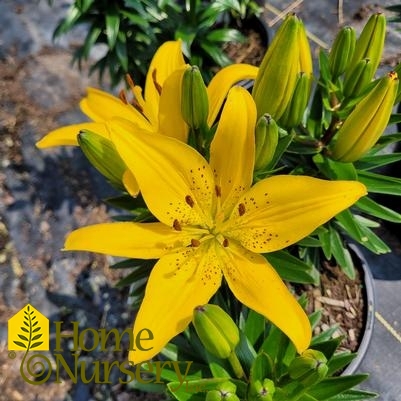 Lilium FantAsiatic® 'Yellow'