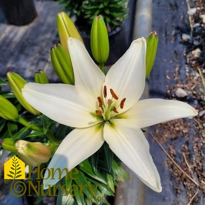 Lilium FantAsiatic® 'White'