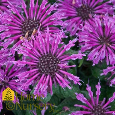 Monarda x 'Leading Lady Plum'