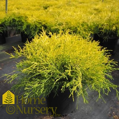 Chamaecyparis pisifera 'Lemonthread'