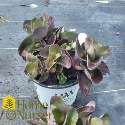 Sedum x Rock 'n Grow® 'Back in Black'