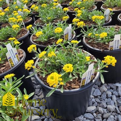 Alyssum wulfenianum 'Golden Spring'