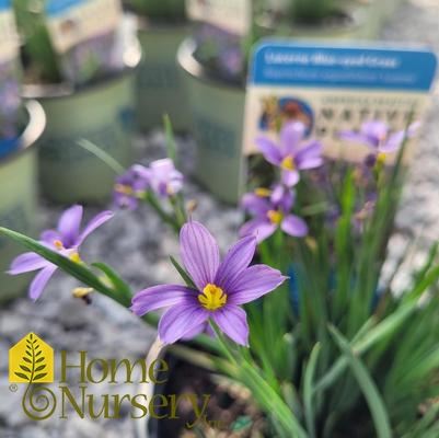 Sisyrinchium angustifolium 'Lucerne'